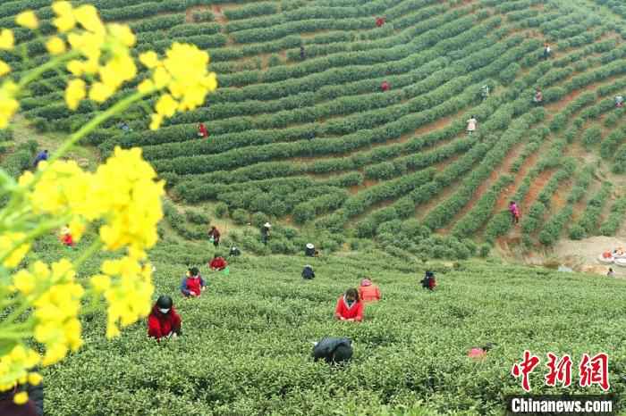 采茶工穿梭在茶林间采摘春茶 盛鹏 摄 河南信阳春茶迎采摘 茶农万亩茶林间谱“春曲”